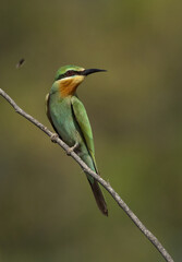 Blue-cheeked bee-eater perched on acacia tree and a bee flying nearby