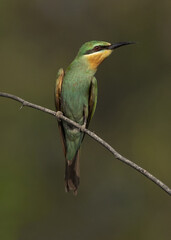 Closeup of a Blue-cheeked bee-eater perched on acacia tree