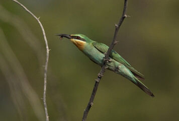 Blue-cheeked bee-eater with a bee catch at Jasra, Bahrain