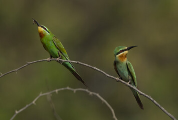 Blue-cheeked bee-eaters perched on acacia tree at Jasra, Bahrain. One of them holding a bee.