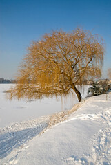 Hiver, neige, Salix babylonica, Saule pleureur,  Lacs de Viry Chatillon et Grigny, Lacs revivifiés et sites naturels protégés, 91, Essonne, France