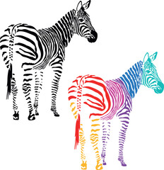 Fototapeta na wymiar Cute cartoon zebra vector