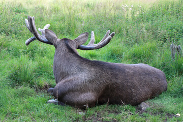 Moose or Elk, Alces wapiti  in the nature habitat