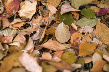 Yellow Autumn botanical background. Bright dry fallen leaves of different colors and shapes in garden or park. Withered leaf.