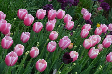 꽃, 식물, 분홍, 튤립, flower