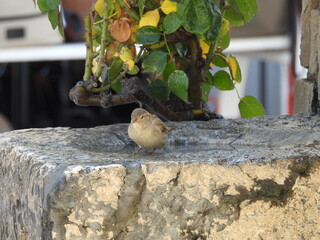 Pajaritos en la fuente