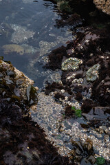 A tide pool with green aggregating anemones 