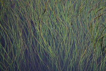 Full Frame of Seagrass floating at water's surface