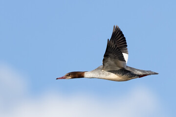 Common Merganser 