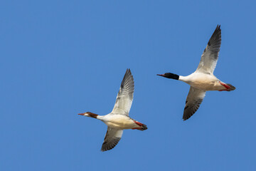 Obraz premium Common Merganser 