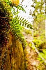 fern in the forest