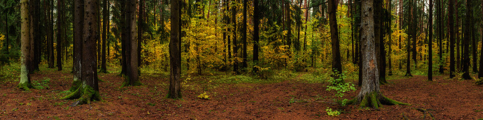 Obraz na płótnie Canvas autumn mixed forest with old pine trees with mossy roots in a clearing covered with fallen needles in the foreground and yellow foliage of young trees in the background. widescreen panorama 20x5
