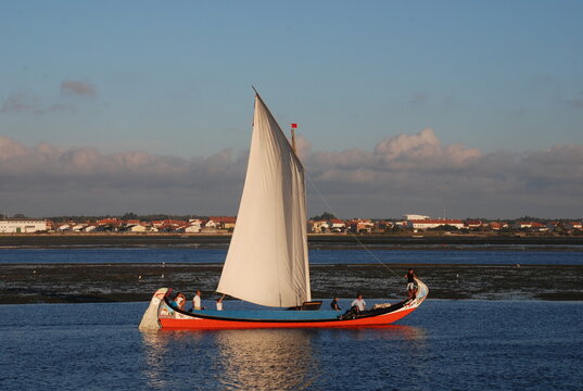 Moliceiro in the river