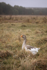 Photo of a domestic goose in a meadow.
