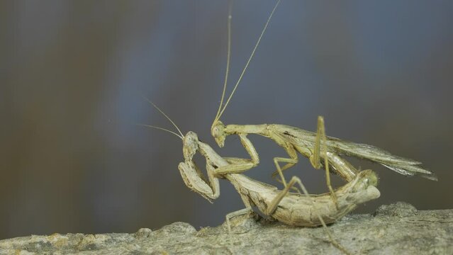 The mating process of praying mantises. Couple of praying mantis mating on tree branch. Crimean praying mantis (Ameles heldreichi)