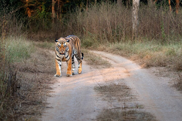 A royal Bengal tiger on a dirt road in the jungle in Chitwan National Park in Nepal. - obrazy, fototapety, plakaty