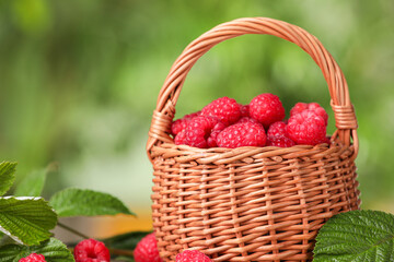 Fototapeta na wymiar Wicker basket with tasty ripe raspberries and leaves on blurred green background, closeup