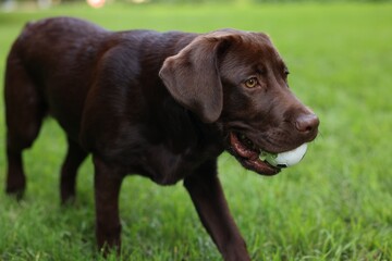 Adorable Labrador Retriever dog with ball in park, closeup