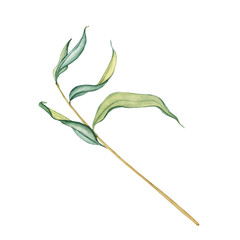 Vector illustration fresh foliage weeping willow tree. Simple tree branches with green leaves isolated on white. Hand drawn botanical clip art © Irina