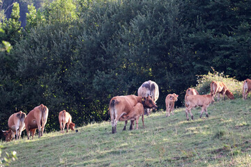 Cows and calves grazing in a field in Asturias