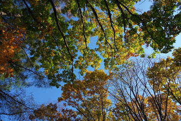 Obraz premium 紅葉した秋の梢