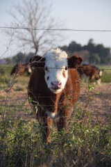 Vaca, Ternero de vaca pampa colorado mirando tras un alambrado.
