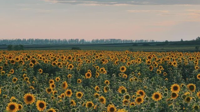 A field of flowering sunflowers at sunset. Beautiful panoramic view of the sunflower field in the rays of the setting sun. Yellow sunflower close-up. Summer landscape with sunset and blooming meadow.