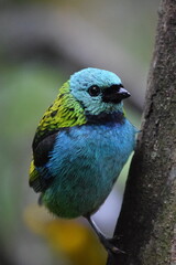 Ave muy colorida posada sobre una rama. 
Saíra Arcoiris, Tangara seledon.