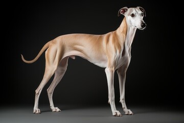 Photo of a graceful Greyhound in a sleek, elegant stance against a clean white background....