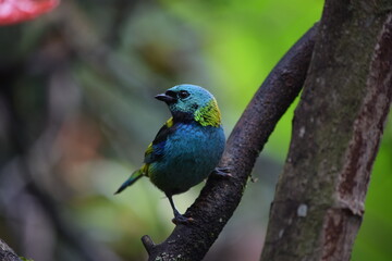 Ave muy colorida posada sobre una rama mostrando su cara de perfil.
Saíra Arcoiris, Tangara seledon.