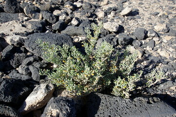 Fuerteventura is one of the Canary Islands, in the Atlantic Ocean, part of the North Africa region, and politically part of Spain.