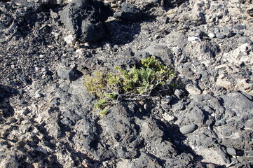 Fuerteventura is one of the Canary Islands, in the Atlantic Ocean, part of the North Africa region, and politically part of Spain.