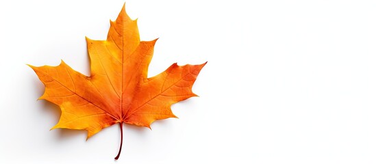 Isolated autumn maple leaf on white background