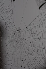 toile d'araignée 