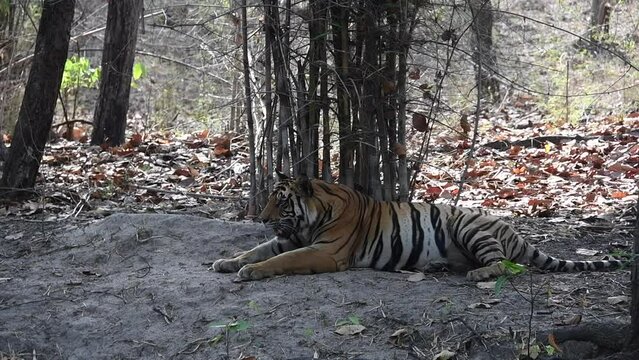 A mother tigeress relaxing in the shadows of tree with her cubs playing nearby inside Pench Tiger Reserve during a wildlife safari