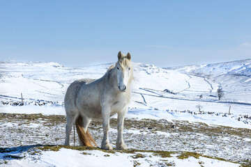 Dales Pony in the snow - obrazy, fototapety, plakaty