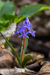 Scilla bifolia, the alpine squill or two-leaf squill, is a herbaceous perennial plant of the family Asparagaceae. Art photo of the early flowering plant Scilla bifolia, the alpine squill