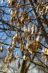 Yellow maple seeds against the blue sky. Macro. Maple branches with golden seeds on a clear sunny day. Close-up. Early spring concept. Bright beautiful nature background