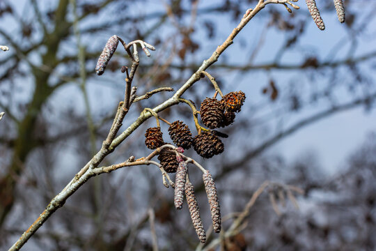 Small branch of black alder Alnus glutinosa with male catkins and female red flowers. Blooming alder in spring beautiful natural background with clear earrings and blurred background