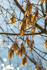 Yellow maple seeds against the blue sky. Macro. Maple branches with golden seeds on a clear sunny day. Close-up. Early spring concept. Bright beautiful nature background