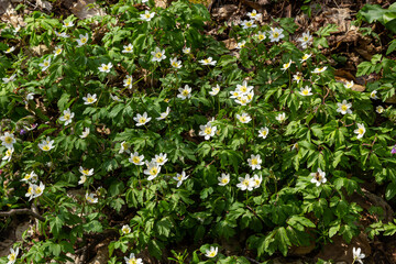 The many white wild flowers in spring forest. Blossom beauty, nature, natural. Sunny summer day, green grass in park. Anemonoides nemorosa