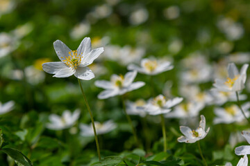 The many white wild flowers in spring forest. Blossom beauty, nature, natural. Sunny summer day, green grass in park. Anemonoides nemorosa