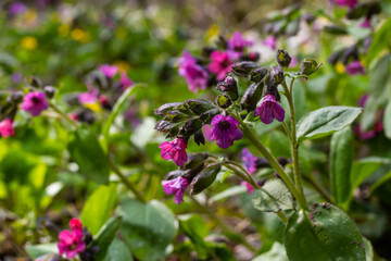 Pulmonaria, lungwort flowers of different shades of violet in one inflorescence. Honey plant of Ukraine. The first spring flowers. Pulmonaria officinalis. Pulmonaria officinalis bloom