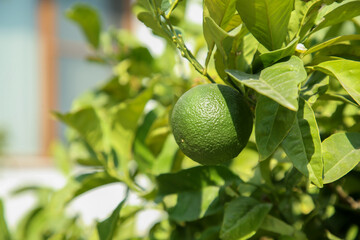 Unripe green tangerine growing on tree outdoors, closeup with space for text. Citrus fruit