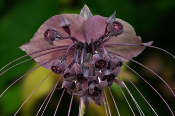 Tacca chantrieri (Bat flower, Black lily).Nearly black bloom of a bat flower Tacca chantrieri showing open and faded flowers and long whisker-like bracteoles