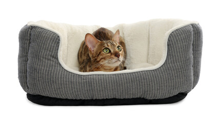 Cute Bengal cat lying on pet bed against white background