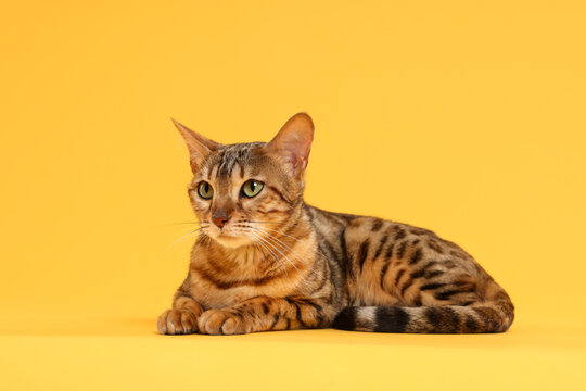 Cute Bengal cat on orange background. Adorable pet