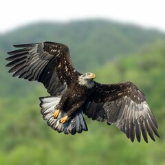 Bald Eagle Flying Photo