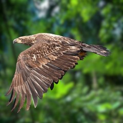 Bald Eagle Flying Photo