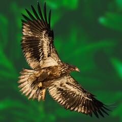 Bald Eagle Flying Photo